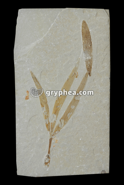 Sapindopsis (Liban, Nammoura) - gryphea.com